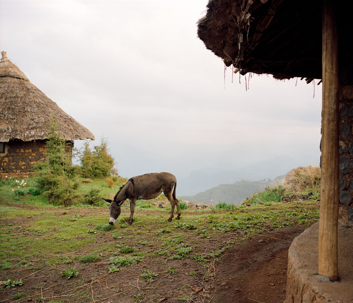 Donkey eating outside huts on a trek in Wollo Highlands, Ethiopia