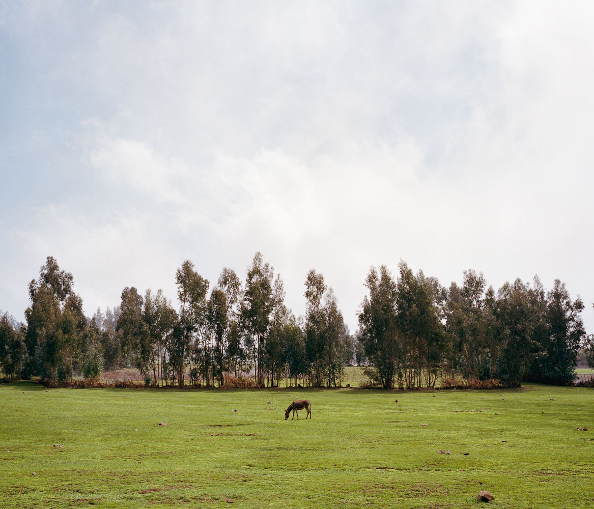 Donkey in a field in Wollo Highlands, Ethiopia